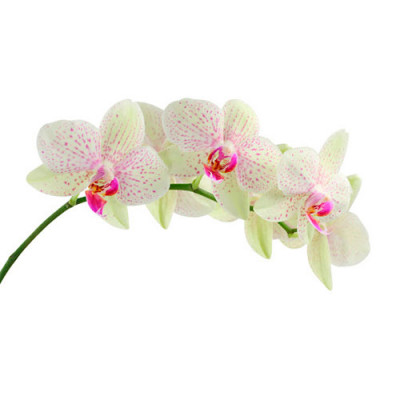 Цветок Орхидея  103